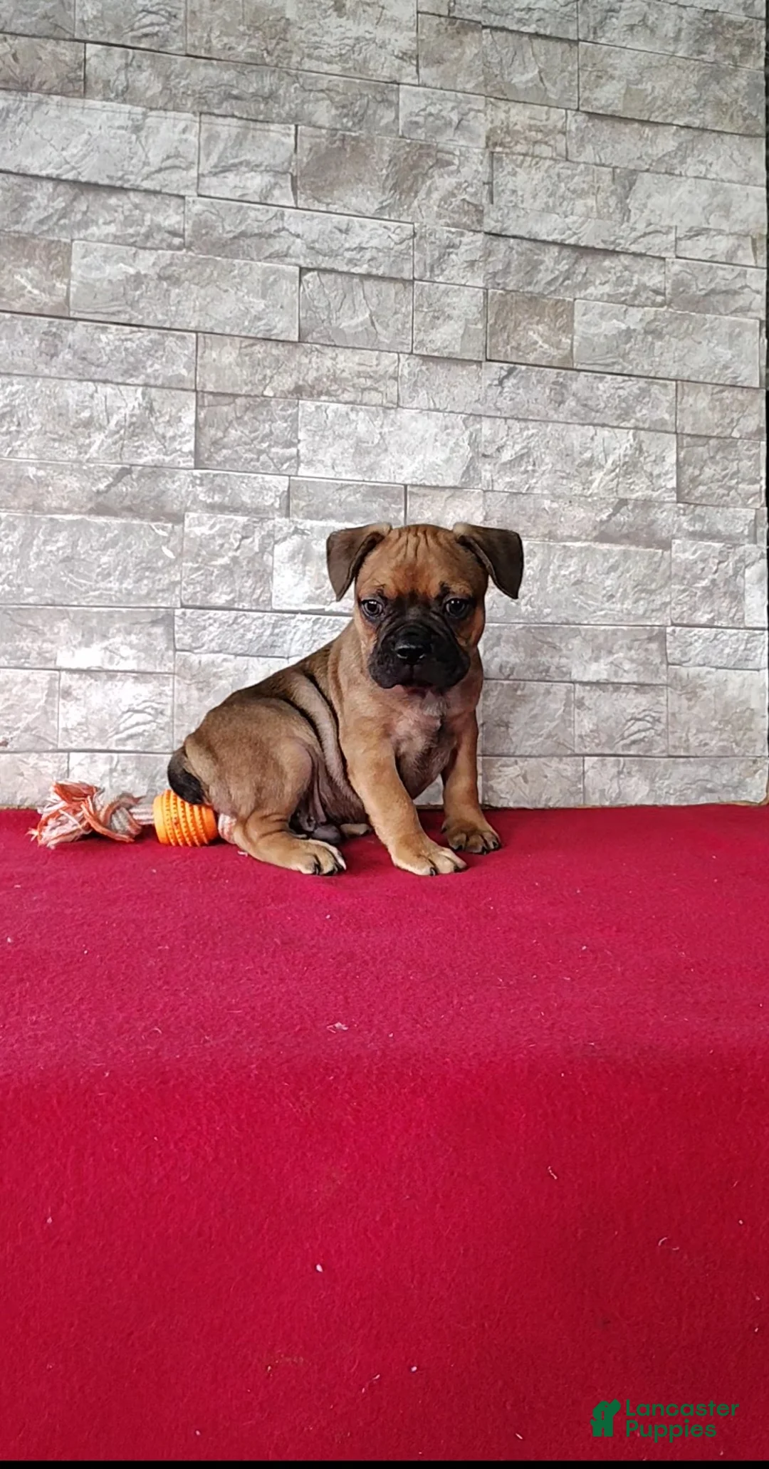 Mixed Breed dogs for sale: Brock - Ad 2