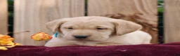 Labrador Retriever dogs for sale: Rory  - Ad 3