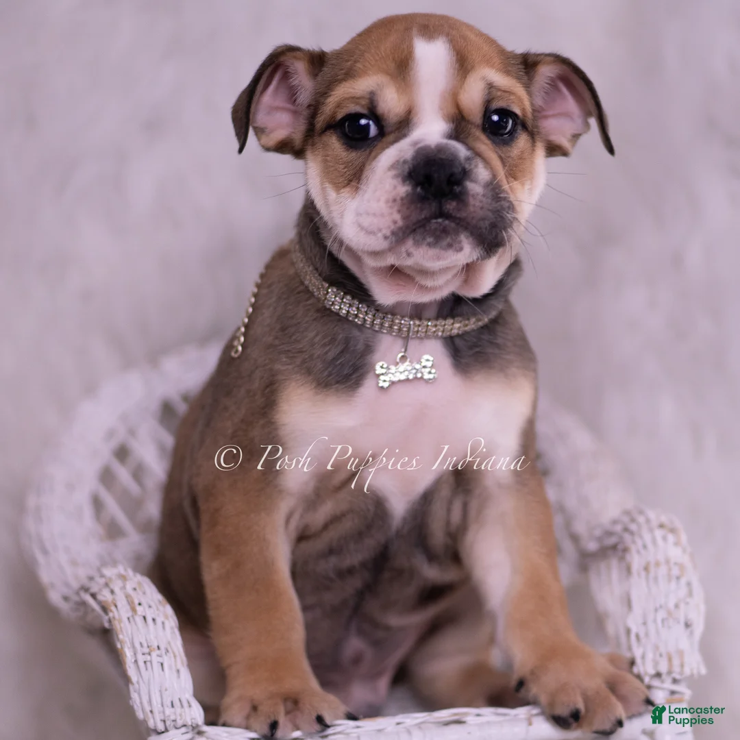 English Bulldog dogs for sale: Mater - Ad 2