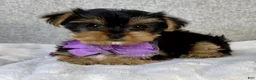 Yorkshire Terrier dogs for sale: Daisy - Ad 7