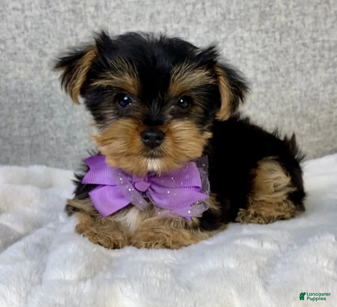 Yorkshire Terrier dogs for sale: Daisy - Ad 7