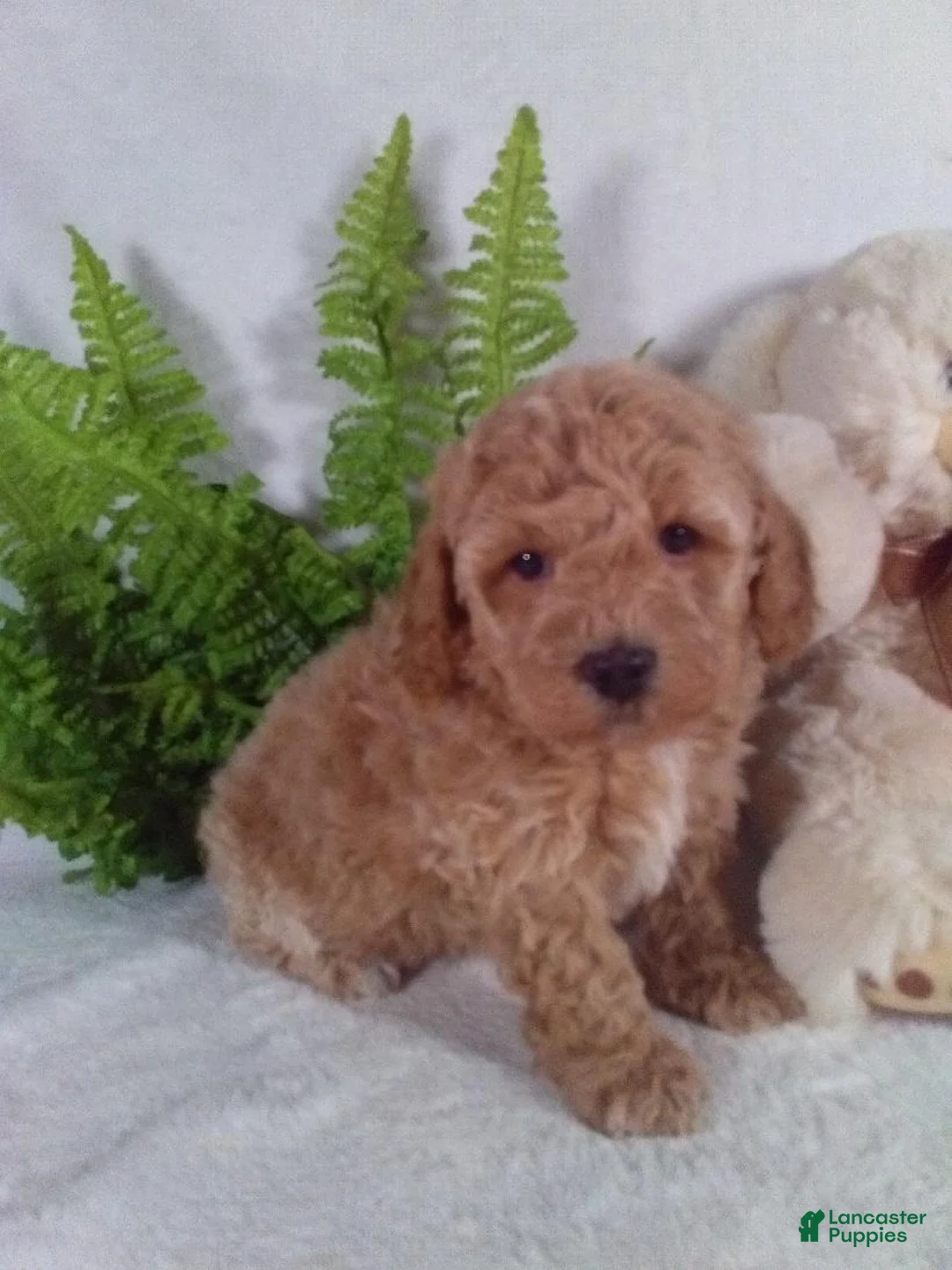 Bichpoo dogs for sale: Jax - Ad 4