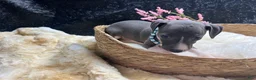 Italian Greyhound dogs for sale: Italian Greyhound 2 - Ad 4