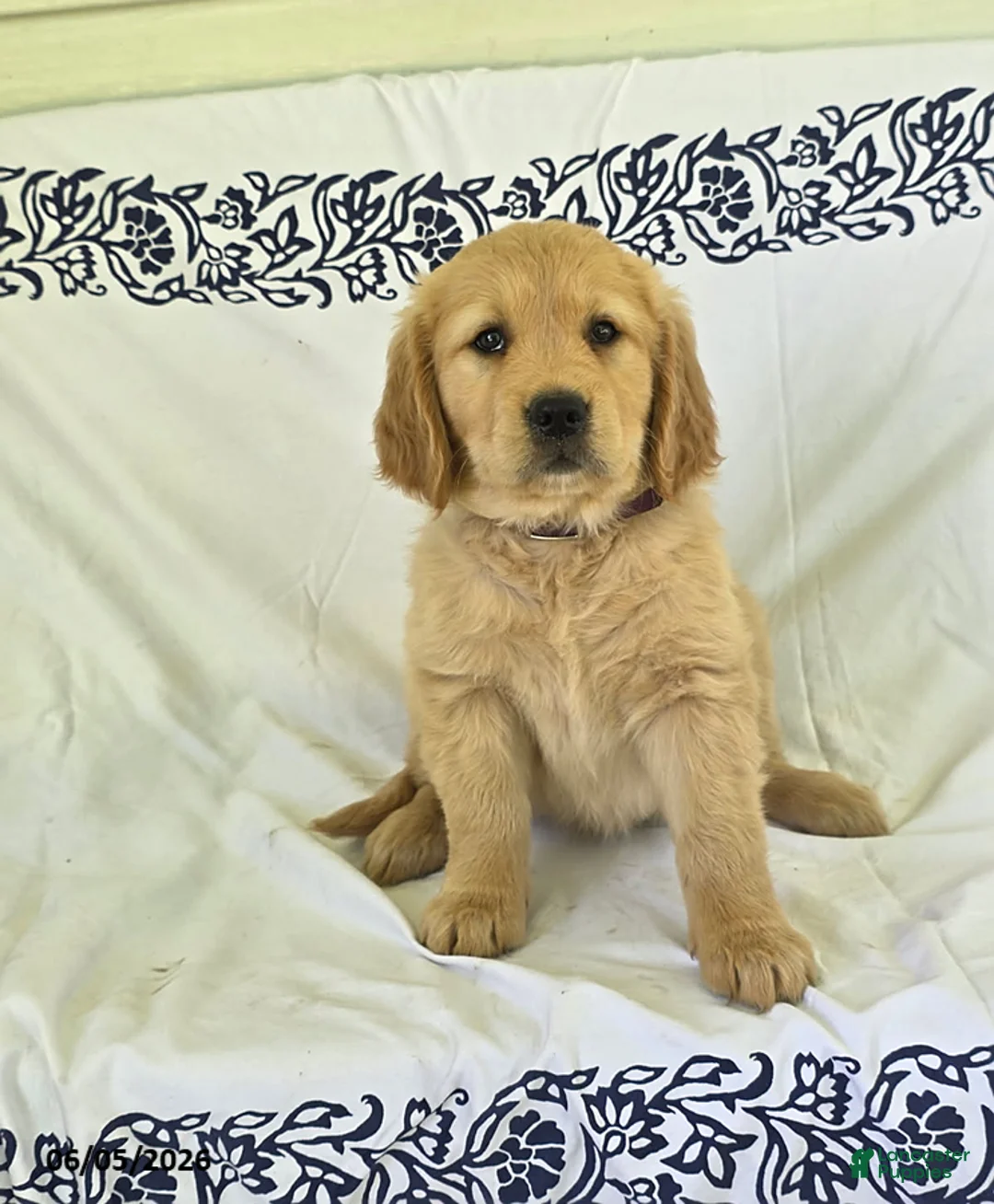 Golden Retriever dogs for sale: Peaches - Ad 1