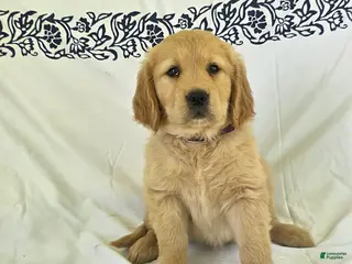 Golden Retriever dogs for sale: Peaches - Ad 3