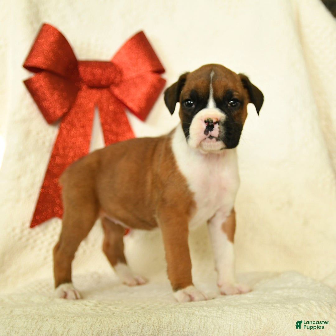 Boxer dogs for sale: Jingles - Ad 3