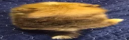 Pomeranian dogs for sale: Cho merle boy  - Ad 5