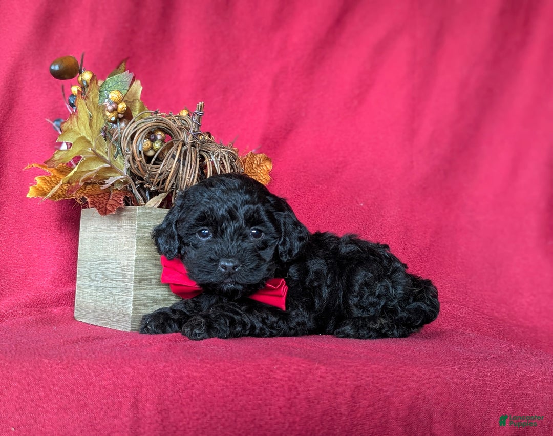 Miniature Poodle dogs for sale: Tango - Ad 5