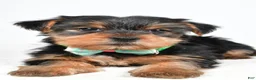 Yorkshire Terrier dogs for sale: Theodore - Ad 6
