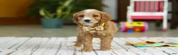 Mini Goldendoodle dogs for sale: Ricky - Ad 2
