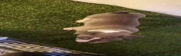American Bully dogs for sale: American Bully 3 - Ad 3