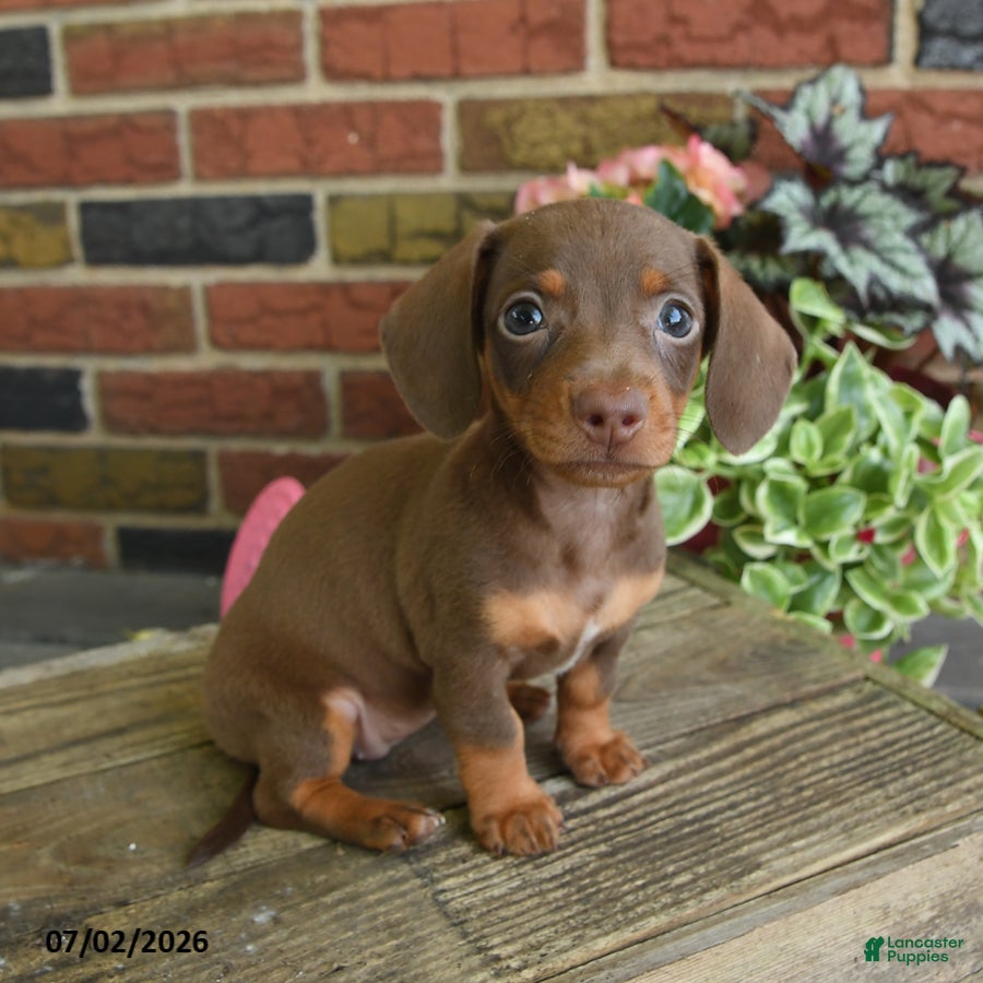 Miniature Dachshund dogs Cocoa - Ad 1