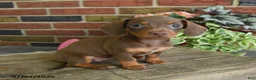 Miniature Dachshund dogs for sale: Cocoa - Ad 1
