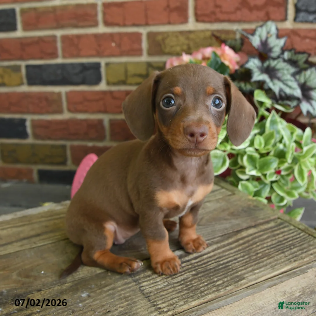 Miniature Dachshund dogs for sale: Cocoa - Ad 1
