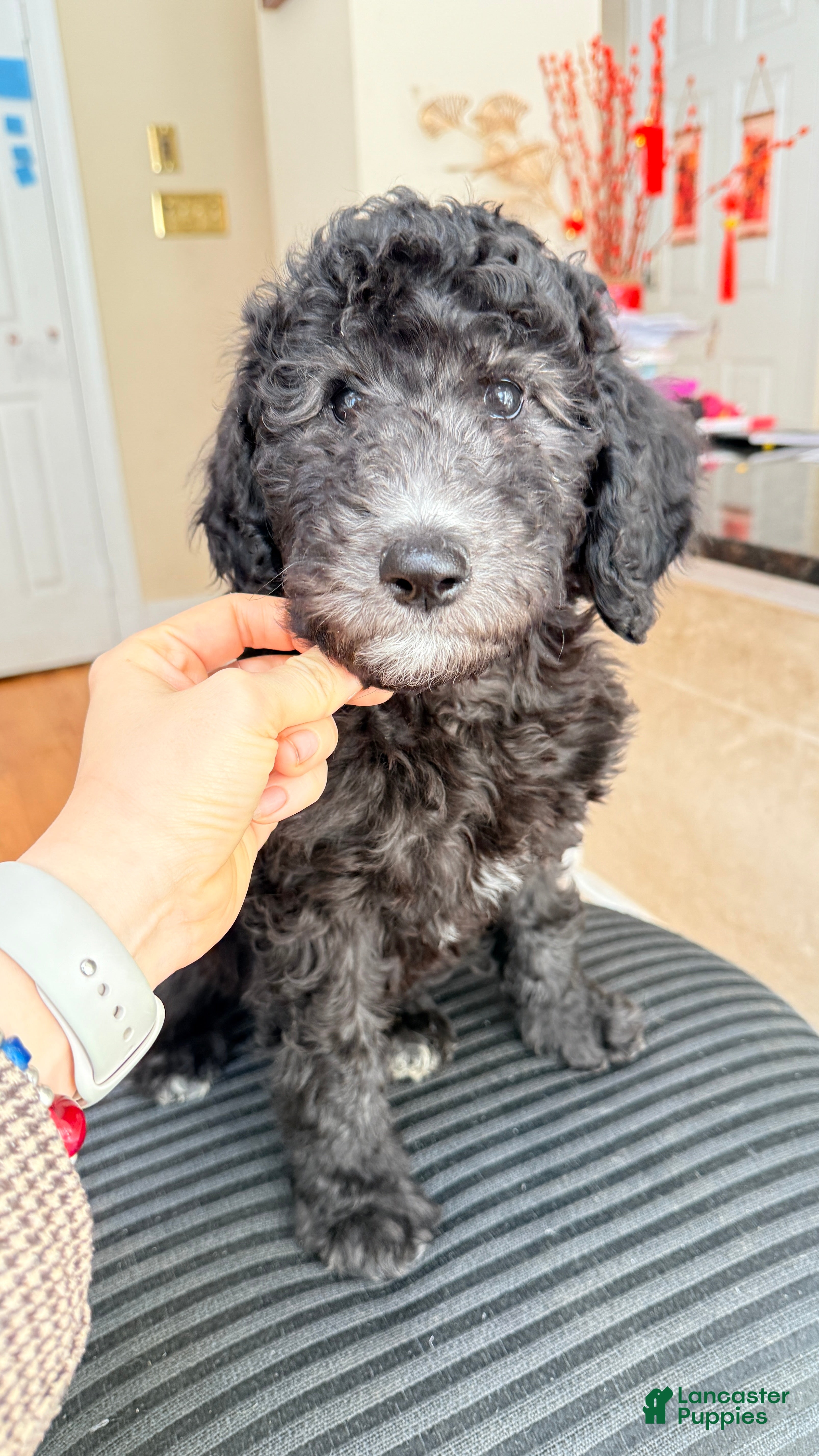 Standard Poodle dogs Standard Poodle Puppy 6 - Ad 1