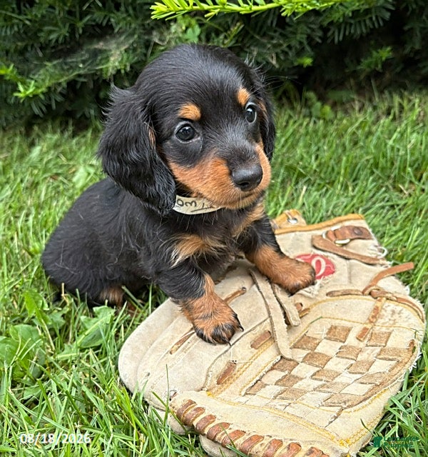 Dachshund dogs Jemma - Ad 2