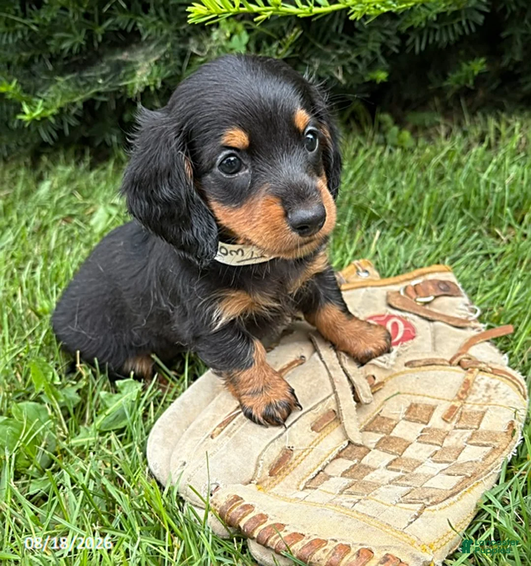 Dachshund dogs for sale: Jemma - Ad 2