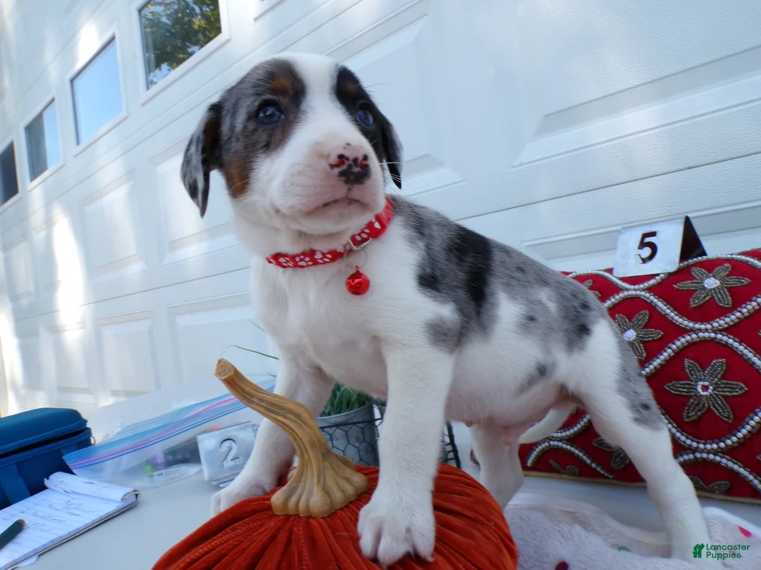 Gallery Image {{count}}