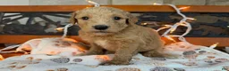 Labradoodle dogs for sale: Zena (Girl) - Ad 3