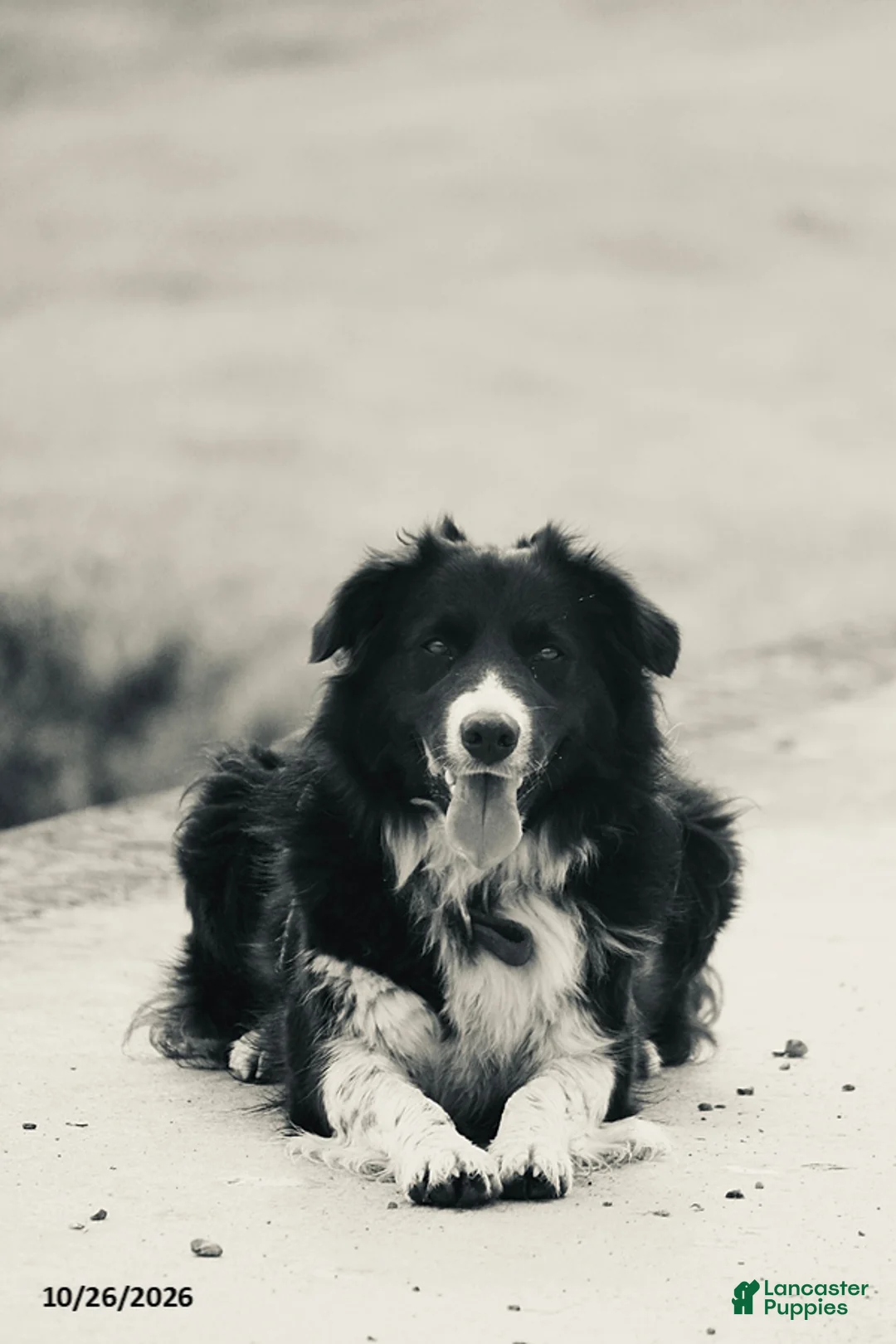 Mixed Breed dogs for sale: Tex - Ad 4