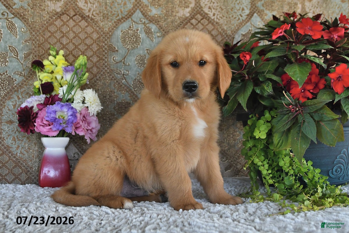 Golden Retriever dogs Laddie - Ad 1