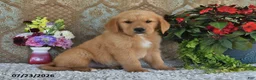 Golden Retriever dogs for sale: Laddie - Ad 1