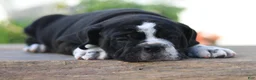Beabull dogs for sale: Kookie - Ad 2