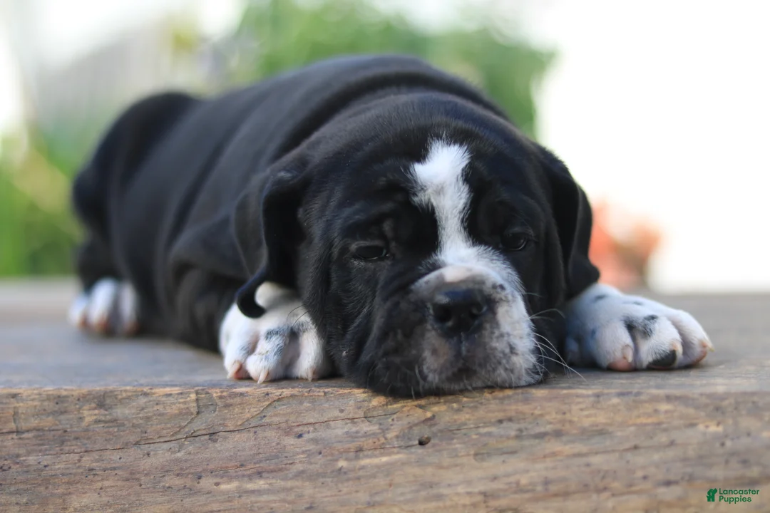 Beabull dogs for sale: Kookie - Ad 2