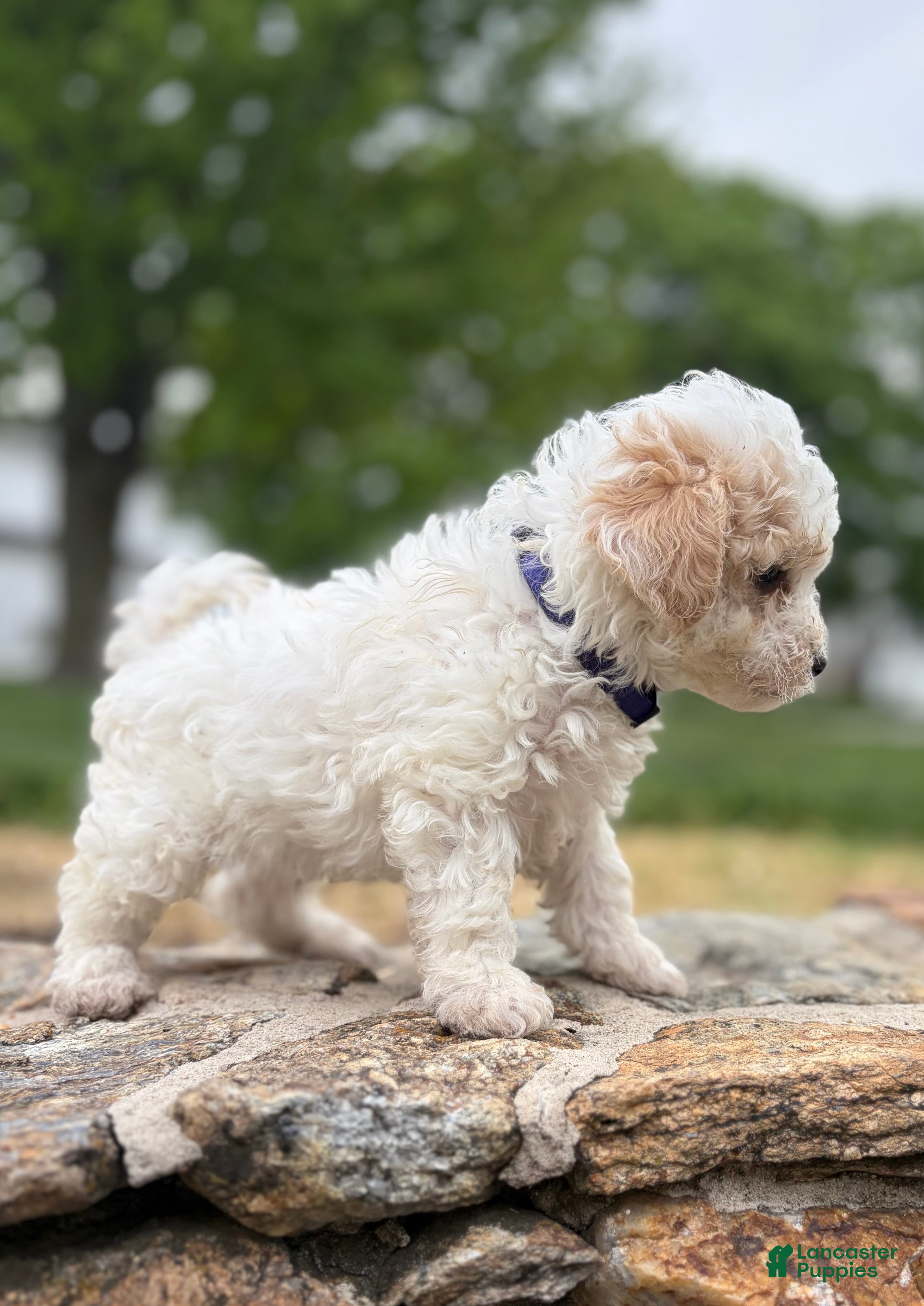 Maltipoo dogs Max - Ad 1