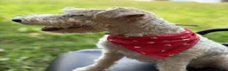 Wire Fox Terrier dogs for sale: Wire Fox Terrier 2 - Ad 3