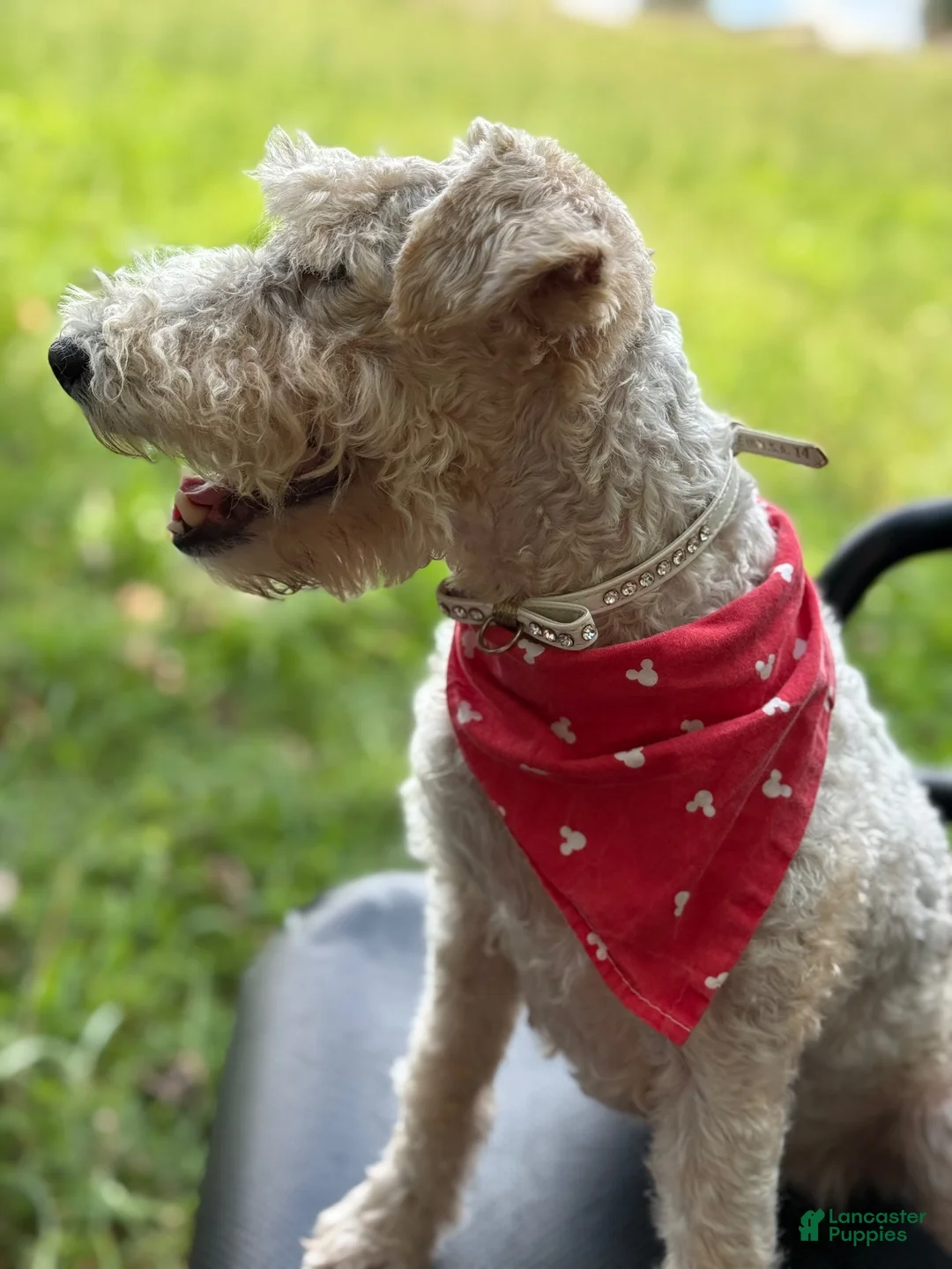 Wire Fox Terrier dogs for sale: Wire Fox Terrier 8 - Ad 2