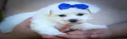 Maltese dogs for sale: Marley🐾 - Ad 19
