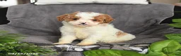 Cavapoo dogs for sale: Merle - Ad 2