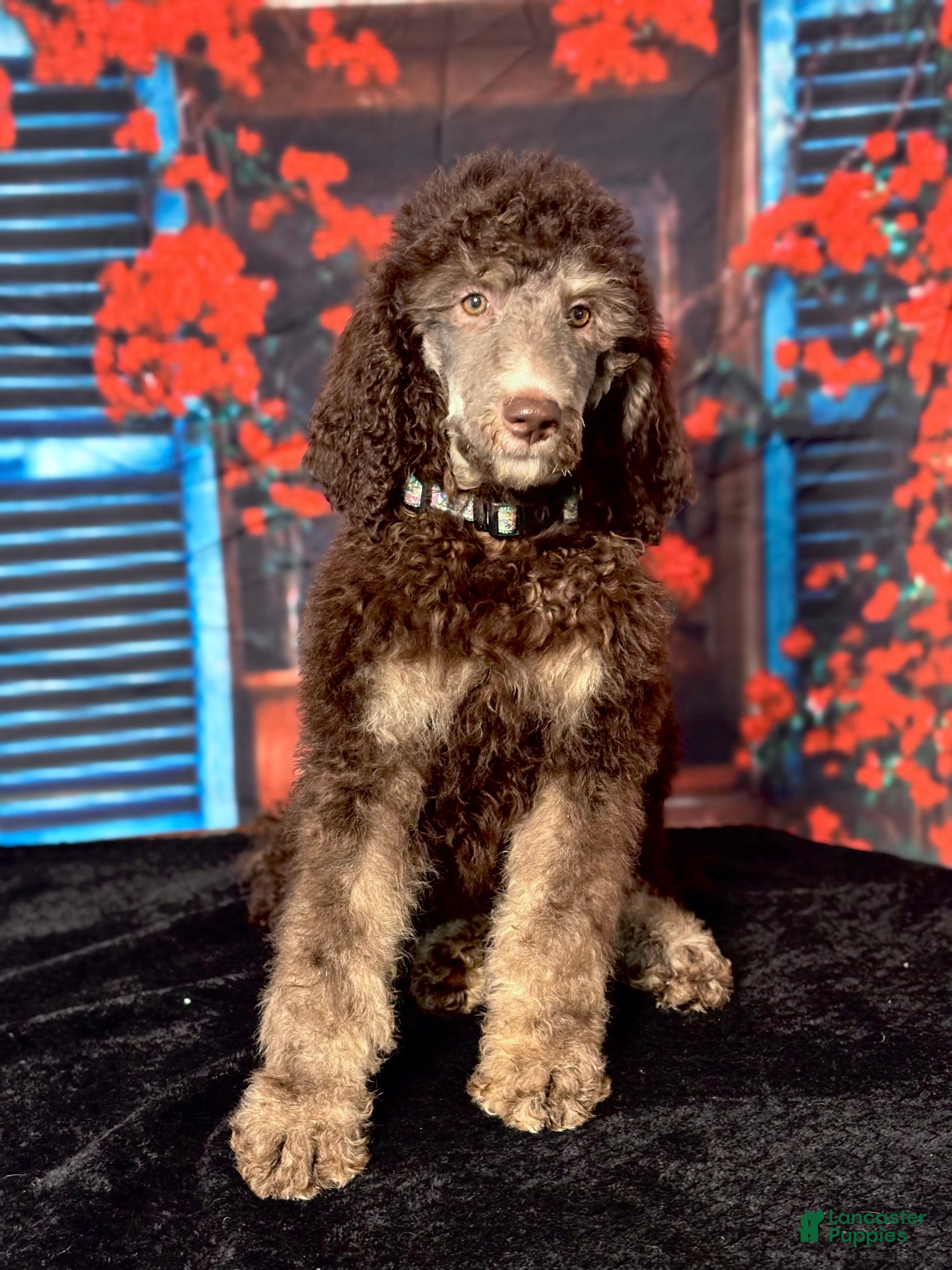 Standard Poodle dogs Bella - Ad 35