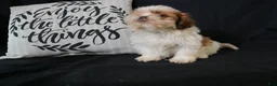 Shih Tzu dogs for sale: Buddy - Ad 7