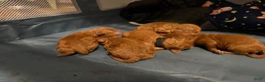 Mini Goldendoodle 5