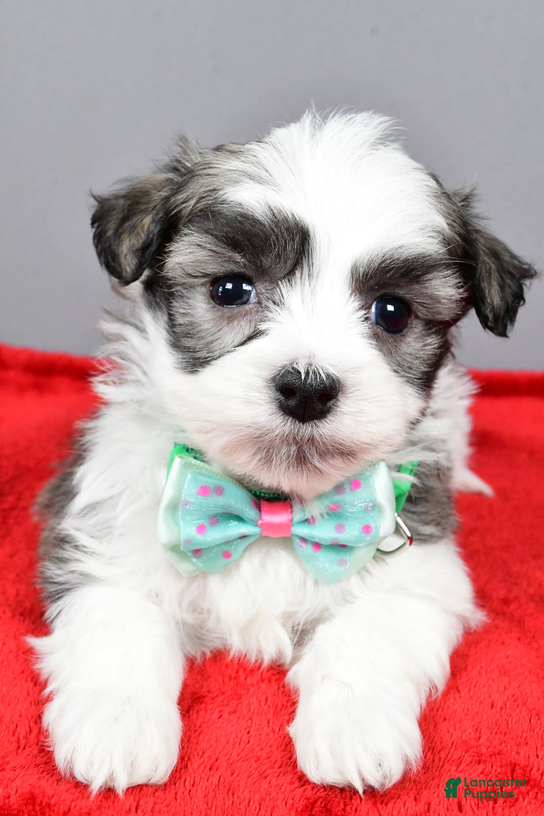 Havanese dogs for sale: Daryl - Ad 6