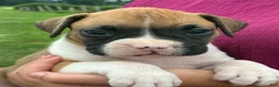 Boxer dogs for sale: Casey - Ad 4
