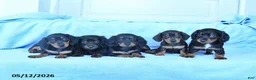 Miniature Dachshund dogs for sale: Silver - Ad 5