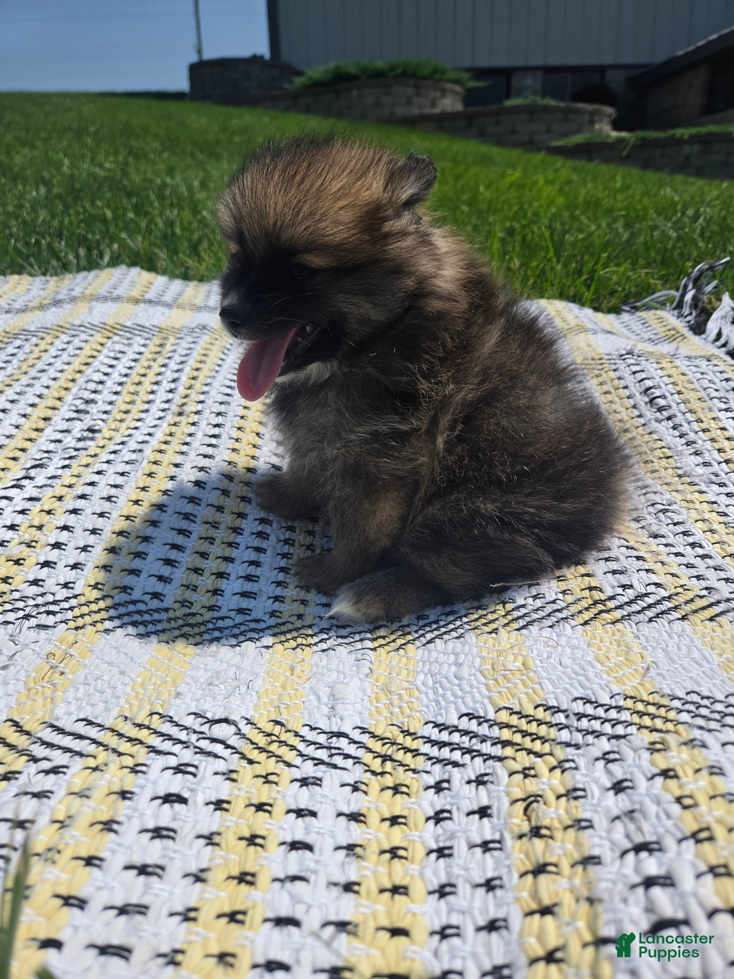 Pomeranian dogs for sale: Rocket - Ad 1