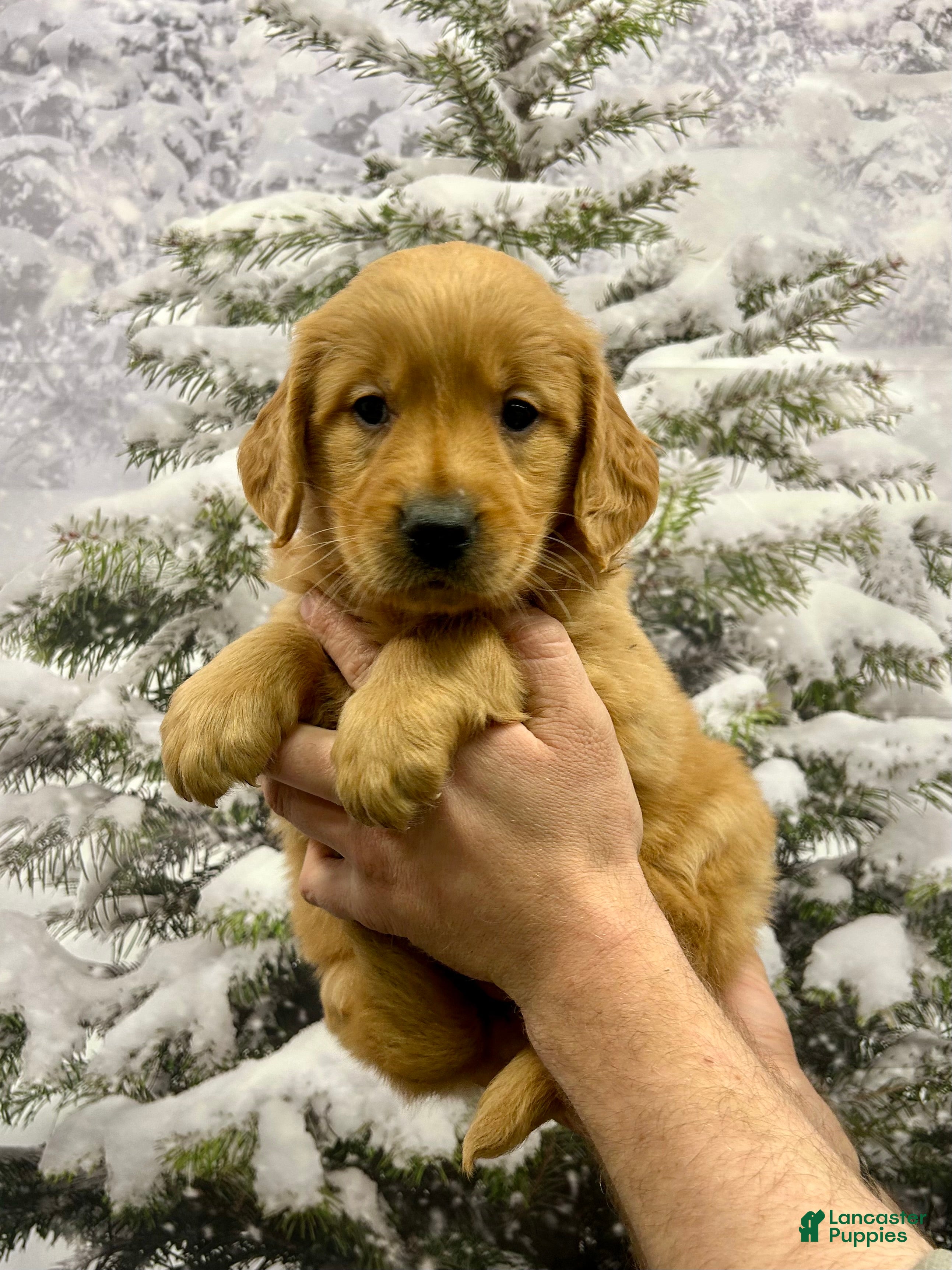 Golden Retriever dogs King - Ad 36