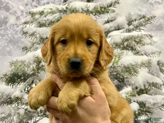 Golden Retriever dogs King - Ad 36