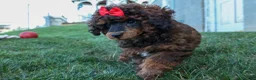 Miniature Poodle dogs for sale: MARSHALL - Ad 11