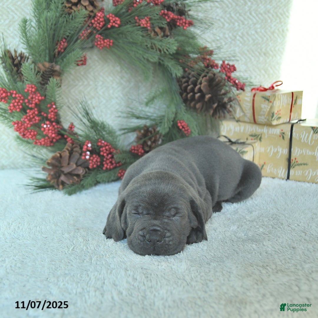 Cane Corso dogs for sale: Noel - Ad 12