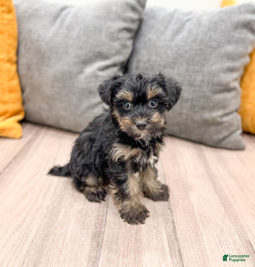 Yorkiepoo dogs for sale: Riley - Ad 1