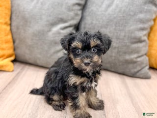 Yorkiepoo dogs Riley - Ad 11
