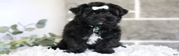 Yorkiepoo dogs for sale: Pixie - Ad 17