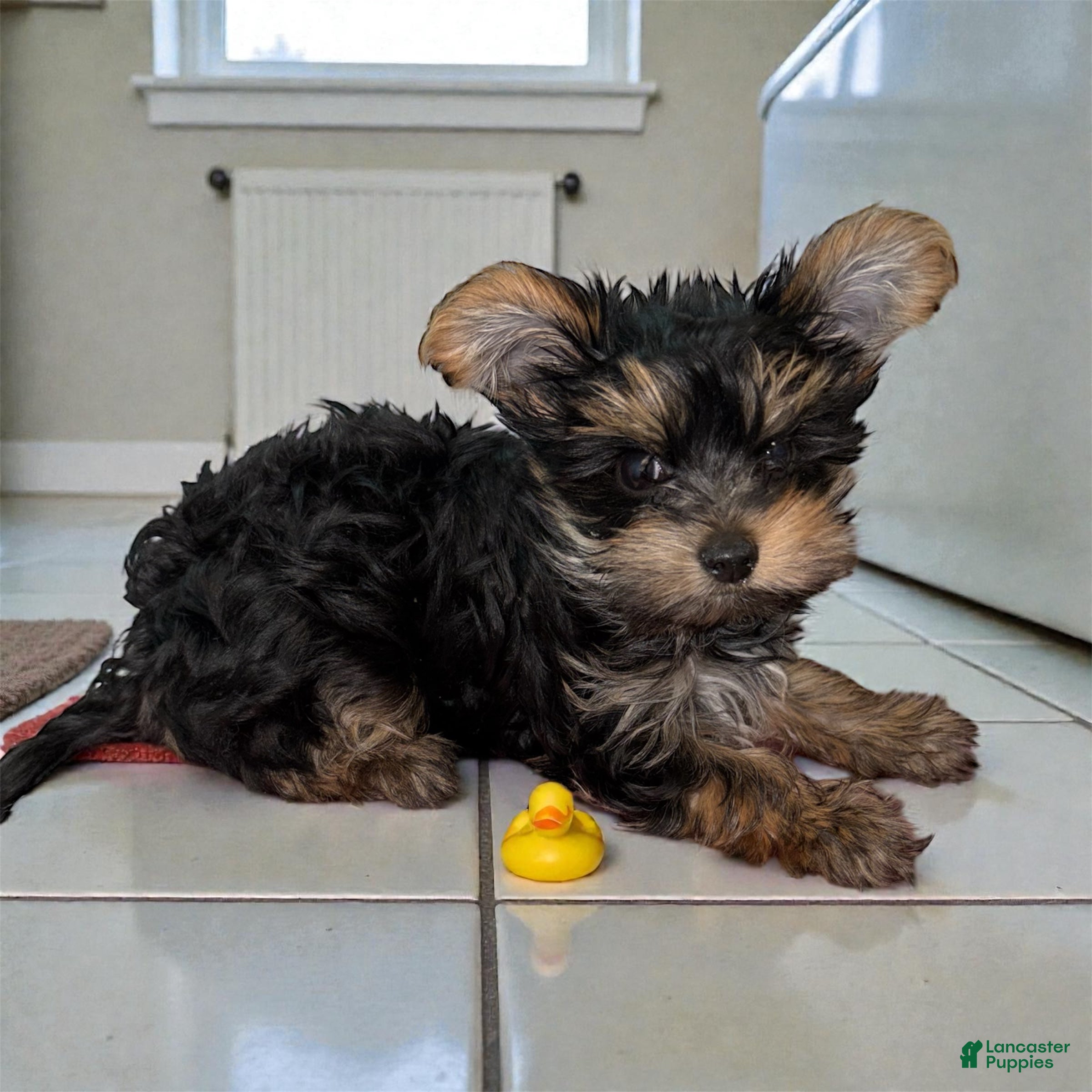 Yorkshire Terrier dogs Teacup Landon  - Ad 13