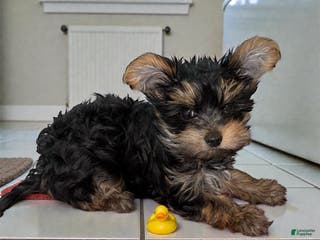 Yorkshire Terrier dogs Teacup Landon - Ad 13