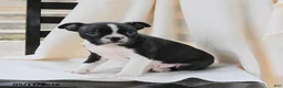 Boston Terrier dogs for sale: Ruthie - Ad 1